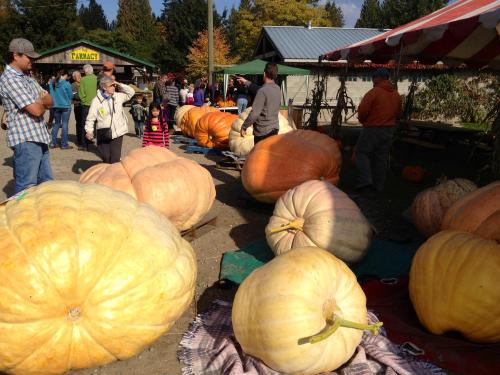 2013 Giant Pumpkin