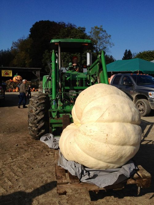 2013 Giant Pumpkin
