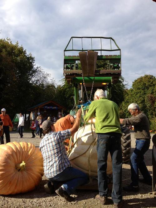 2013 Giant Pumpkin