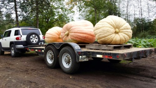 2014 Giant Pumpkin