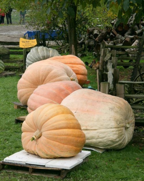 2014 Giant Pumpkin