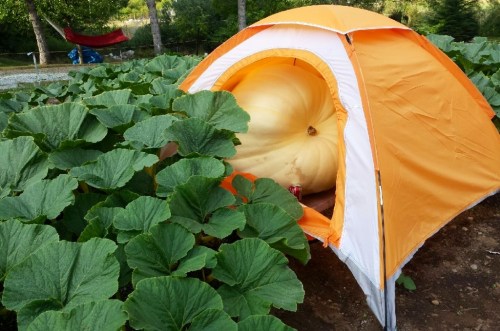 2013 Giant Pumpkin